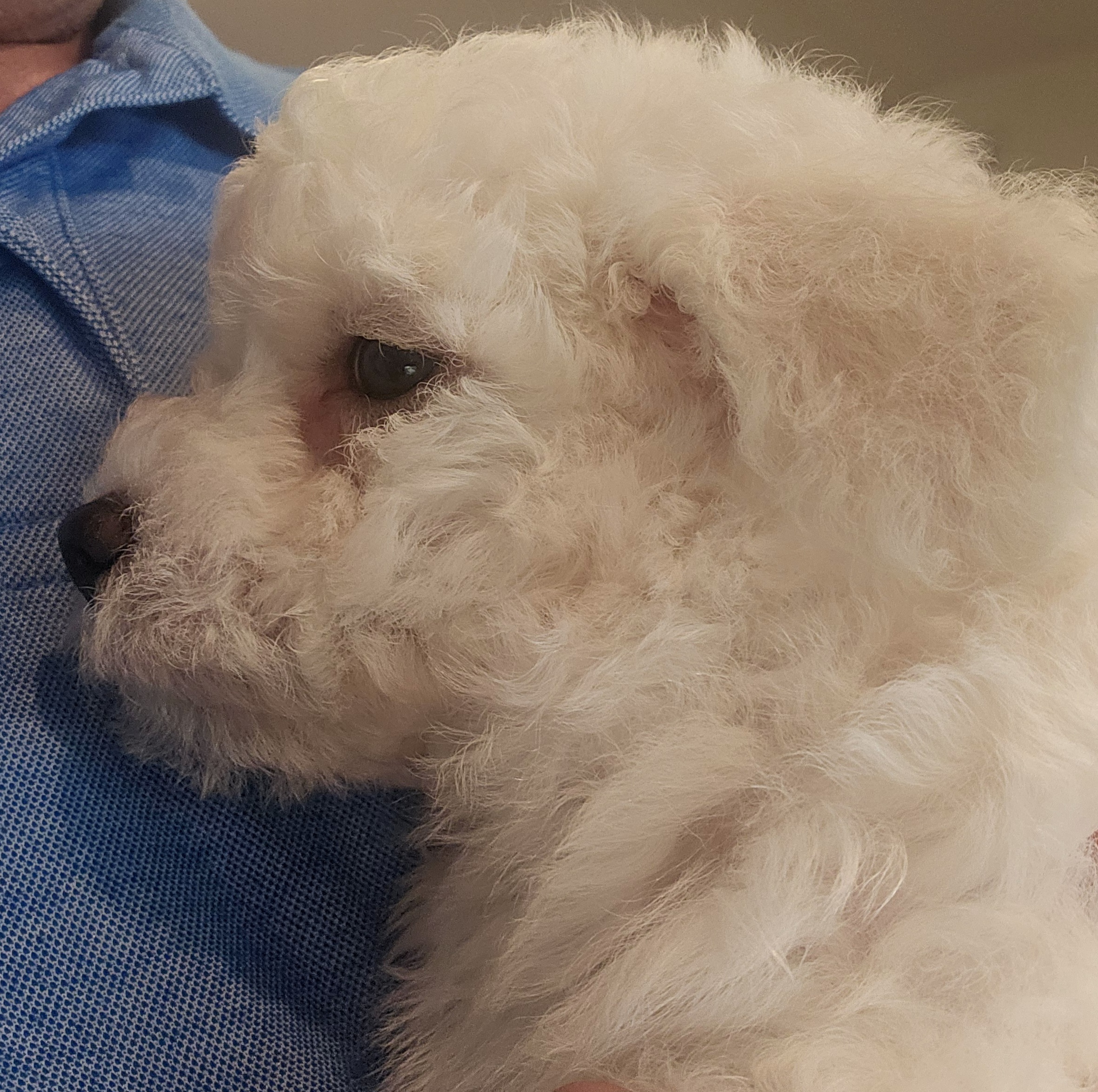 Mochi, a white Bichon Frise puppy with a dark nose and dark eyes, held against a blue shirt. Phone snapshot, July 2026 -- the first photograph of him we put anywhere.