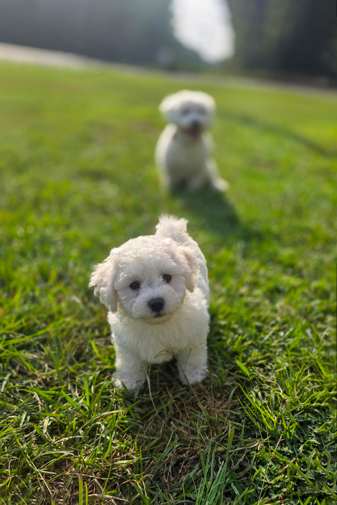 Mochi standing in sharp focus close to the camera on a green lawn, tail up and one ear folded over, looking straight ahead. Stanley is further up the lawn behind him, out of focus, mouth open. Phone snapshot, August 2026.