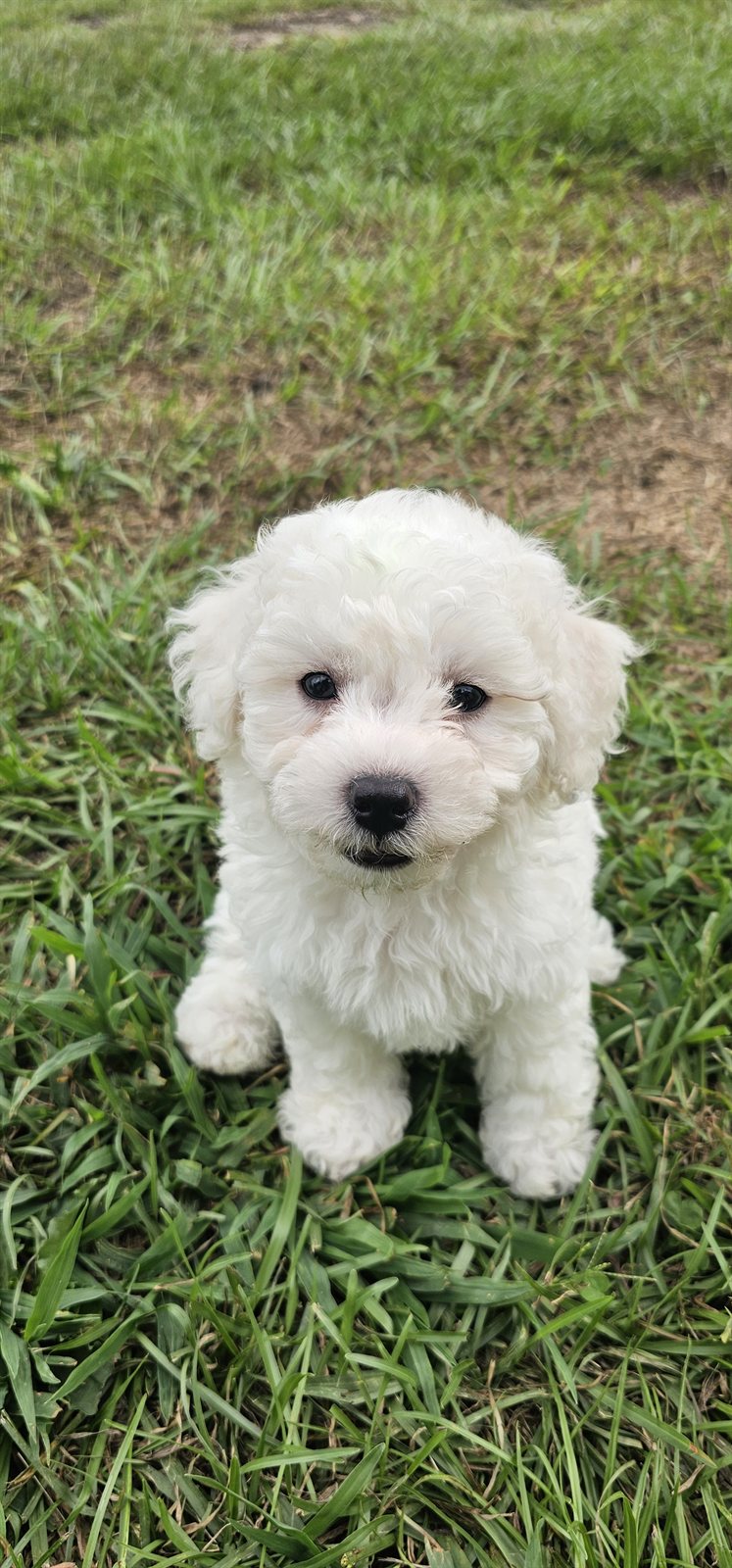 Mochi sitting in the grass, looking up at the camera. A small white Bichon Frise puppy with a curly coat, a black nose and dark eyes, on a green lawn beside a dirt path. Phone snapshot, July 2026, the day he came home.