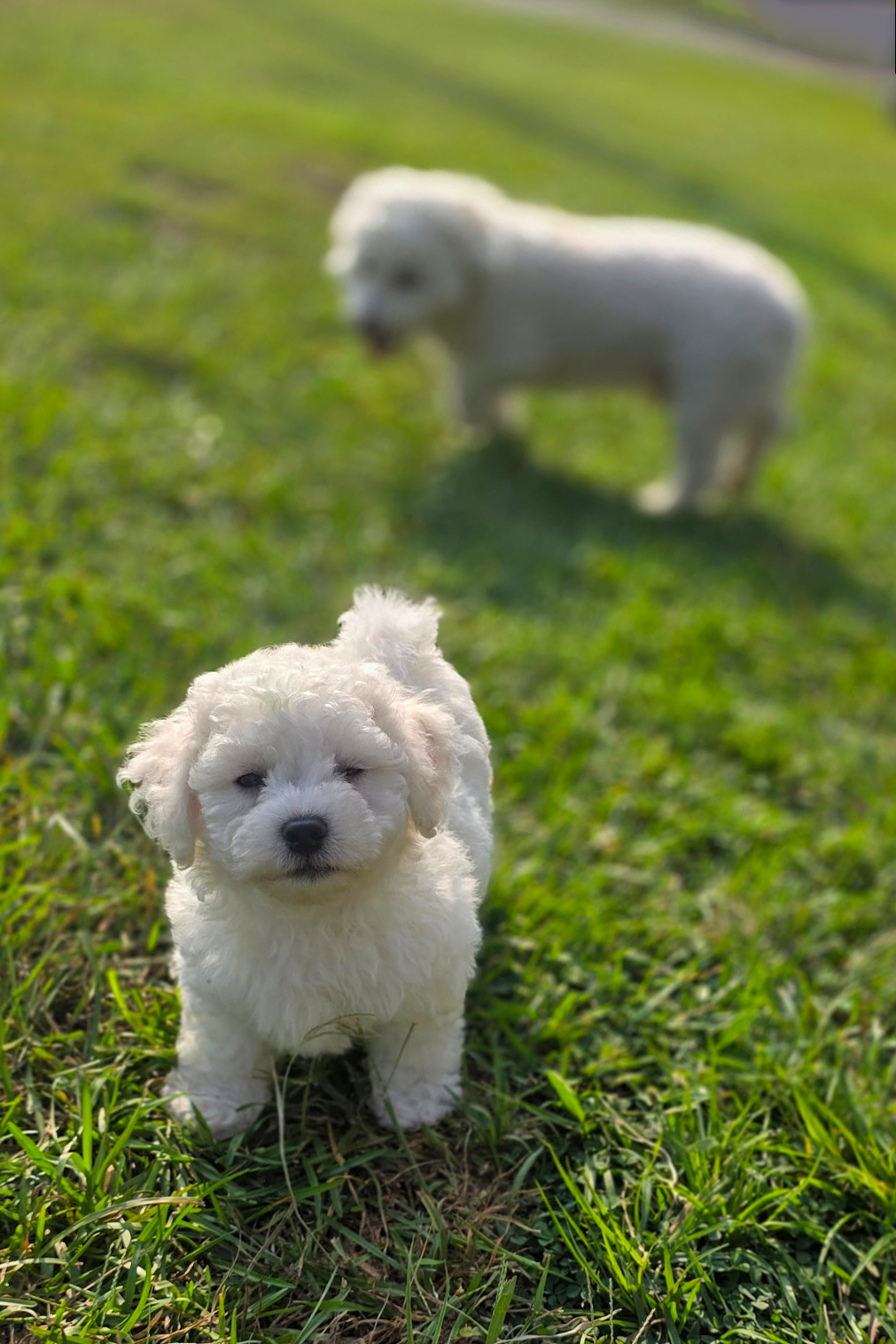Mochi standing in the foreground with his head tilted slightly and his tail up, while Stanley walks past behind him in profile with his nose down in the grass. Phone snapshot, August 2026.