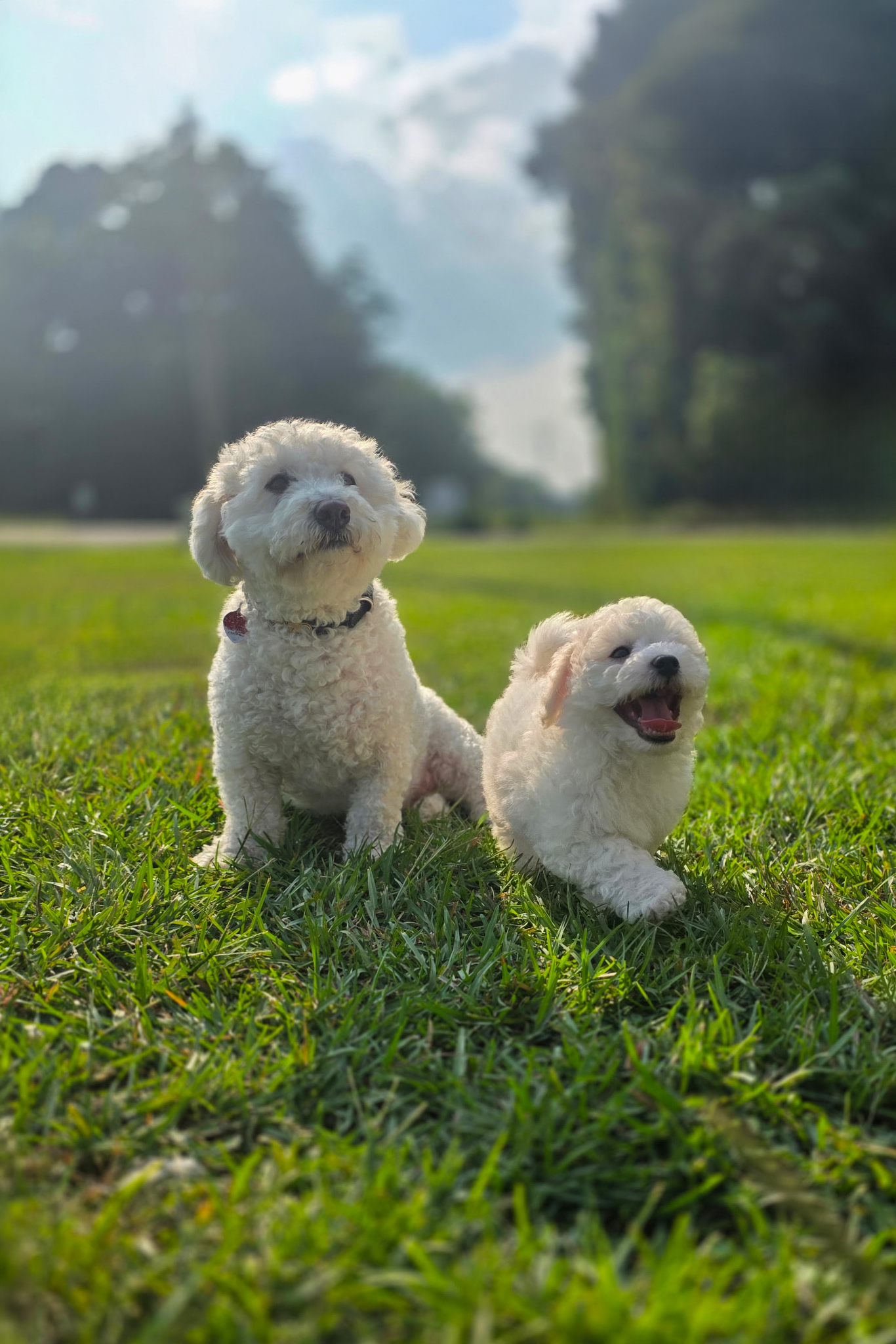 Stanley sitting upright in the grass with his head tilted, wearing a dark collar and a red tag, while Mochi lies stretched out beside him with his front paws forward and his mouth open. Low camera angle, grass blurred across the foreground, trees and sky behind. Phone snapshot, August 2026.