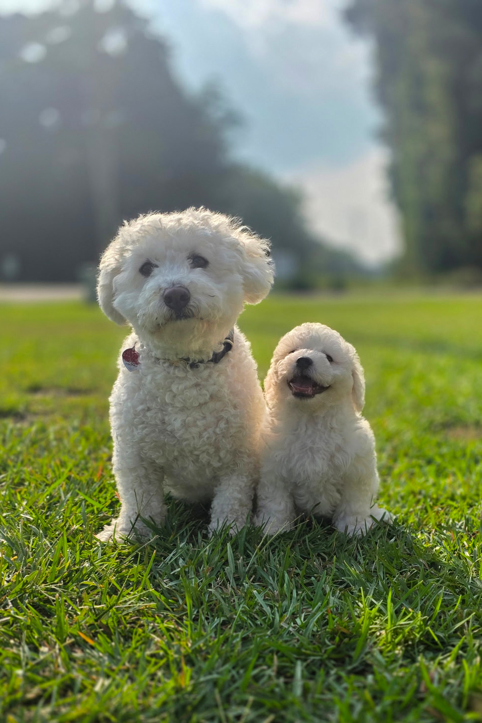 Mochi and Stanley sitting side by side on mown grass, both facing the camera. Stanley, the older and larger Bichon Frise, wears a dark collar with a small red tag; Mochi sits to his right, much smaller, mouth open in a grin. Blurred treeline and bright sky behind them. Phone snapshot, August 2026.